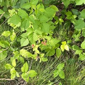 Photo of the plant species European Red Raspberry by @VeteranNapaea34 named Sigmund on Greg, the plant care app