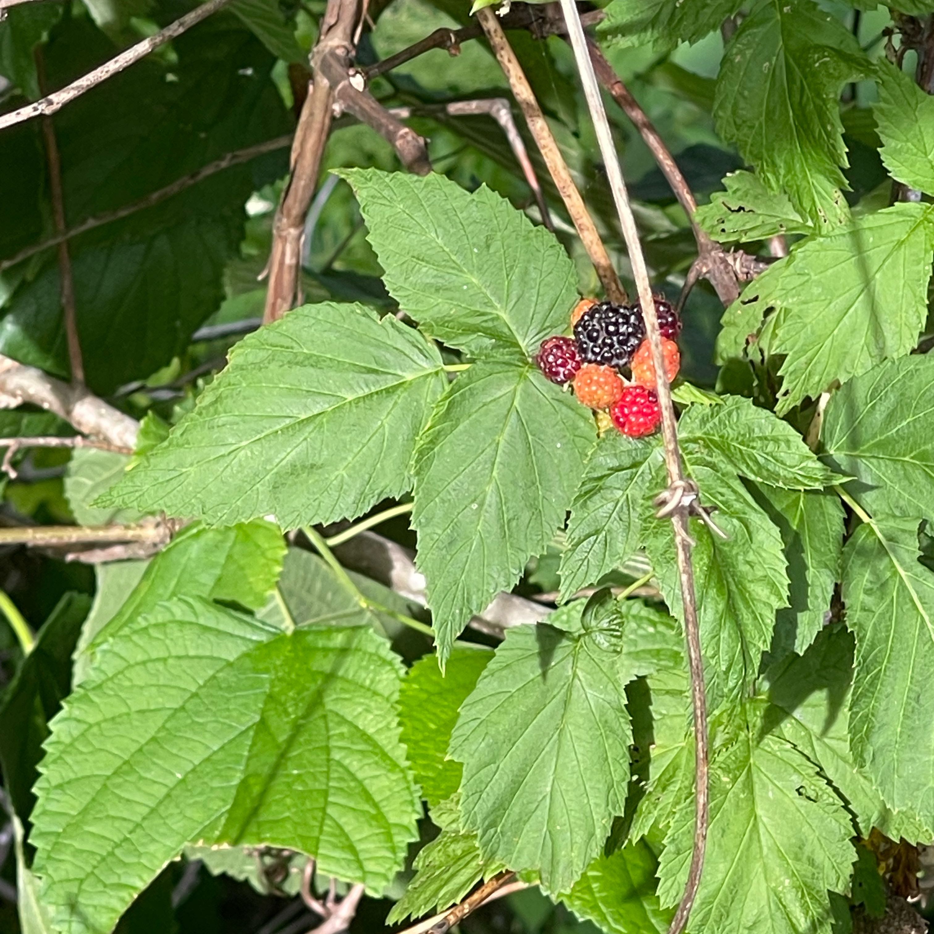 Photo of the plant species Black Raspberry by @VeteranNapaea34 named Dolores on Greg, the plant care app