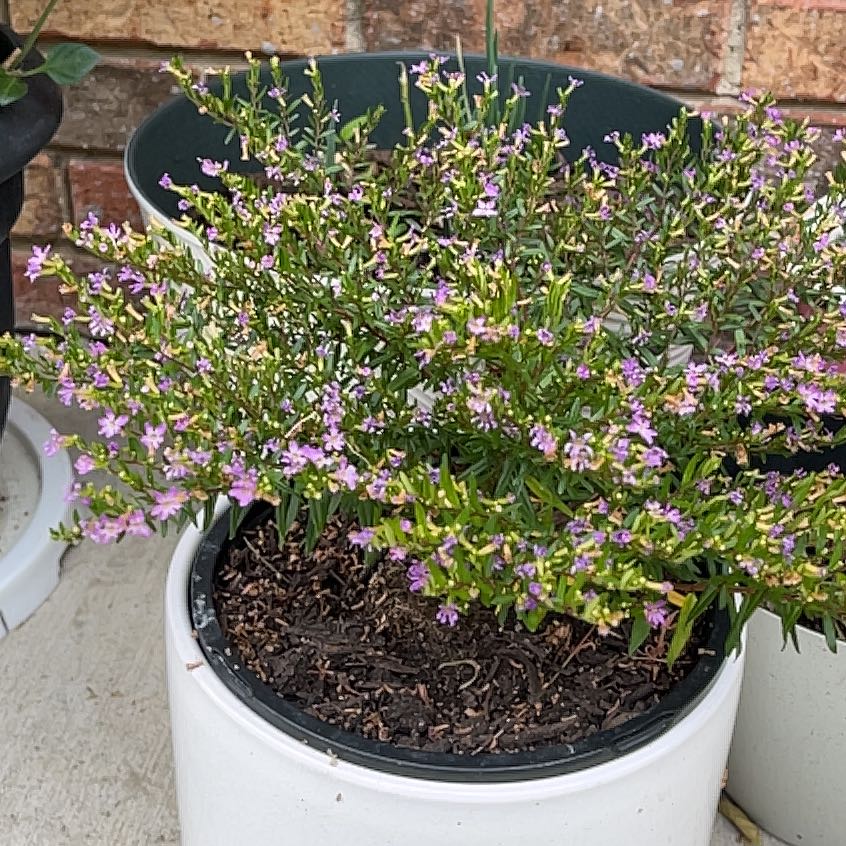 Photo of the plant species Hawaiian Heather by @VeteranNapaea34 named Austen on Greg, the plant care app