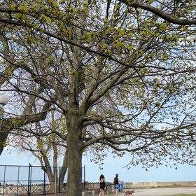 Photo of the plant species Kapok Tree by @CoherentRosea53 named Sonora on Greg, the plant care app