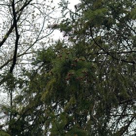 Photo of the plant species Picea glauca by @CoherentRosea53 named Tupot amaroot on Greg, the plant care app
