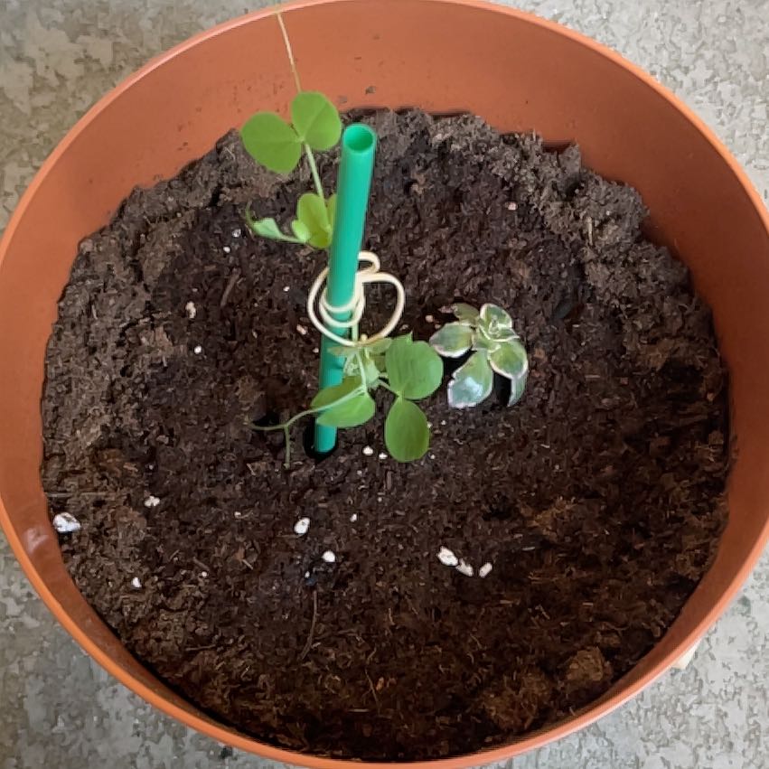 Photo of the plant species Peas by @JazzySweetsop43 named Miley on Greg, the plant care app