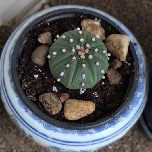 Photo of the plant species Sand Dollar Cactus by @ReissaRein named Keanu Leaves on Greg, the plant care app