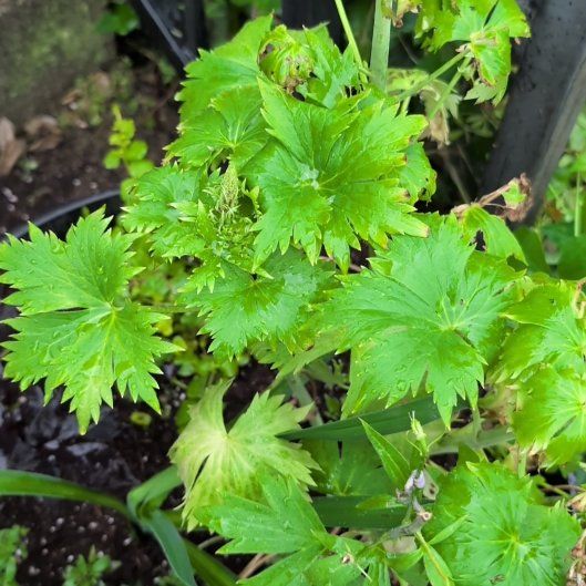 Photo of the plant species Candle Larkspur by @ReissaRein named Leonardo on Greg, the plant care app