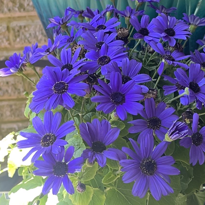 Photo of the plant species High Mallow by @BelovedRuby58 named Periwinkle on Greg, the plant care app