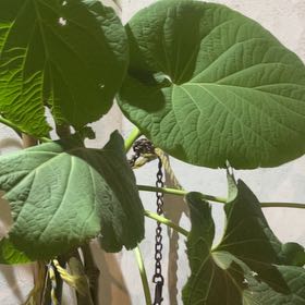 Photo of the plant species Vera Cruz Pepper by @NewGambeloak42 named Planty on Greg, the plant care app