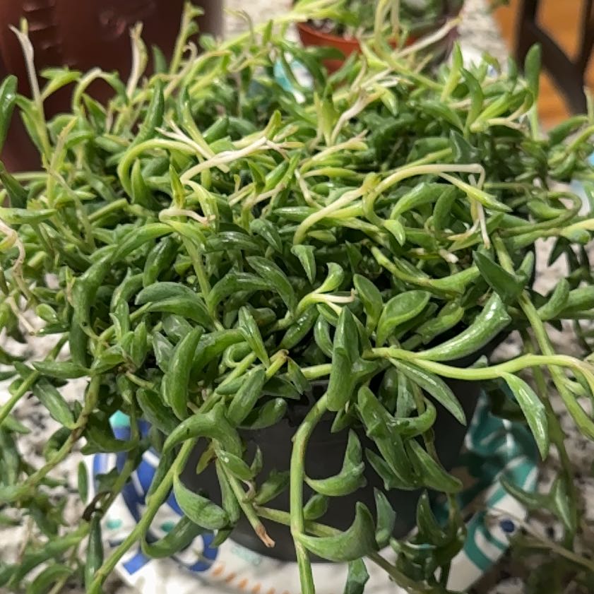 Photo of the plant species String of Dolphins by @CrucialComet94 named Willow on Greg, the plant care app