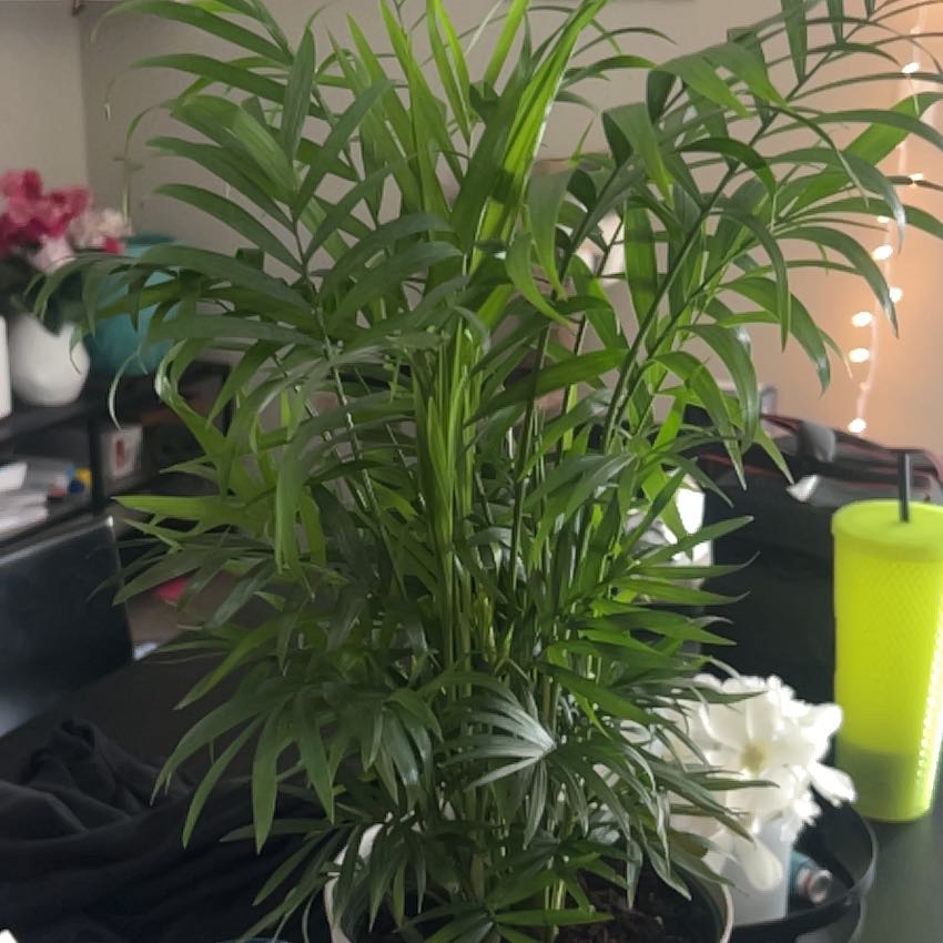 Photo of the plant species neantha bella palm by @ChosenTauhinu91 named Palmtastic on Greg, the plant care app