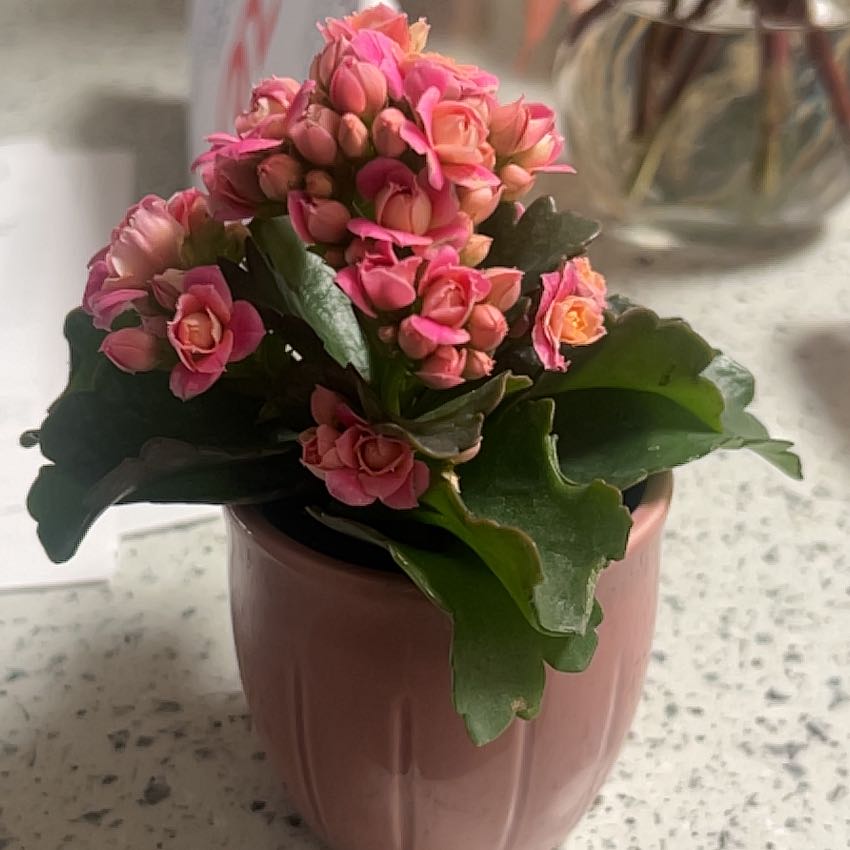 Photo of the plant species Calandiva by @ChosenTauhinu91 named Elle on Greg, the plant care app