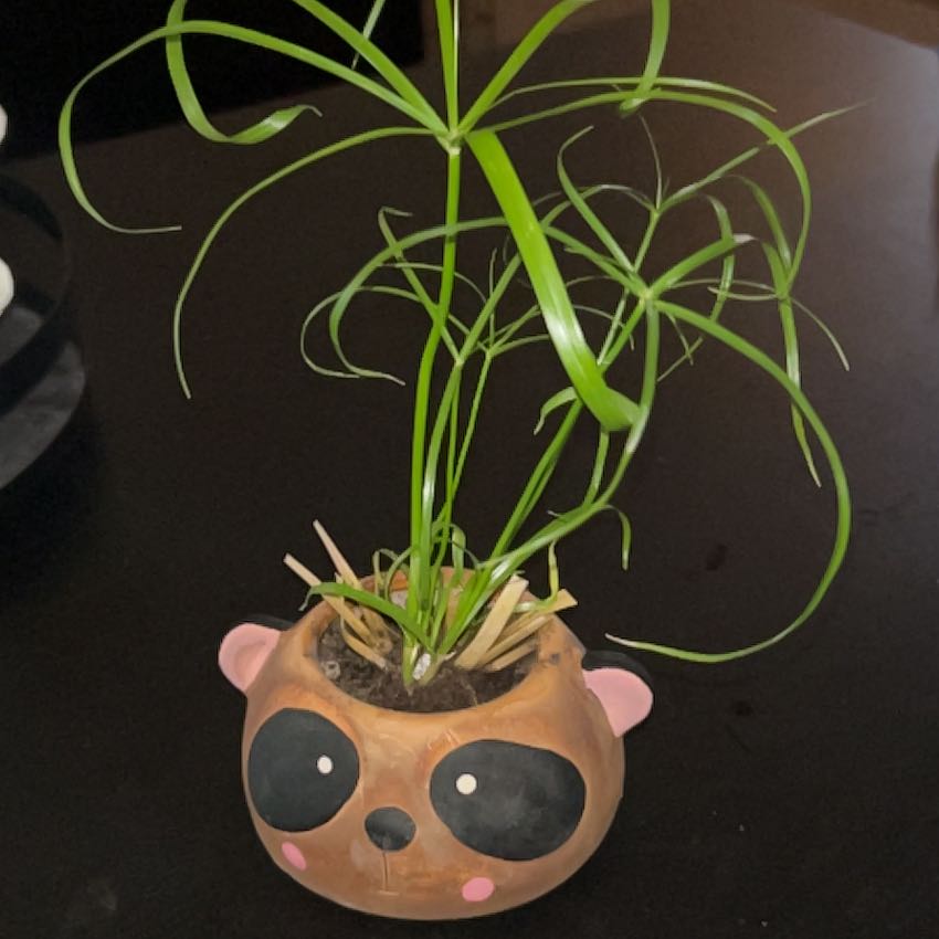 Photo of the plant species Cyperus Alternifolius by @ChosenTauhinu91 named Umbrella Bo Bella on Greg, the plant care app