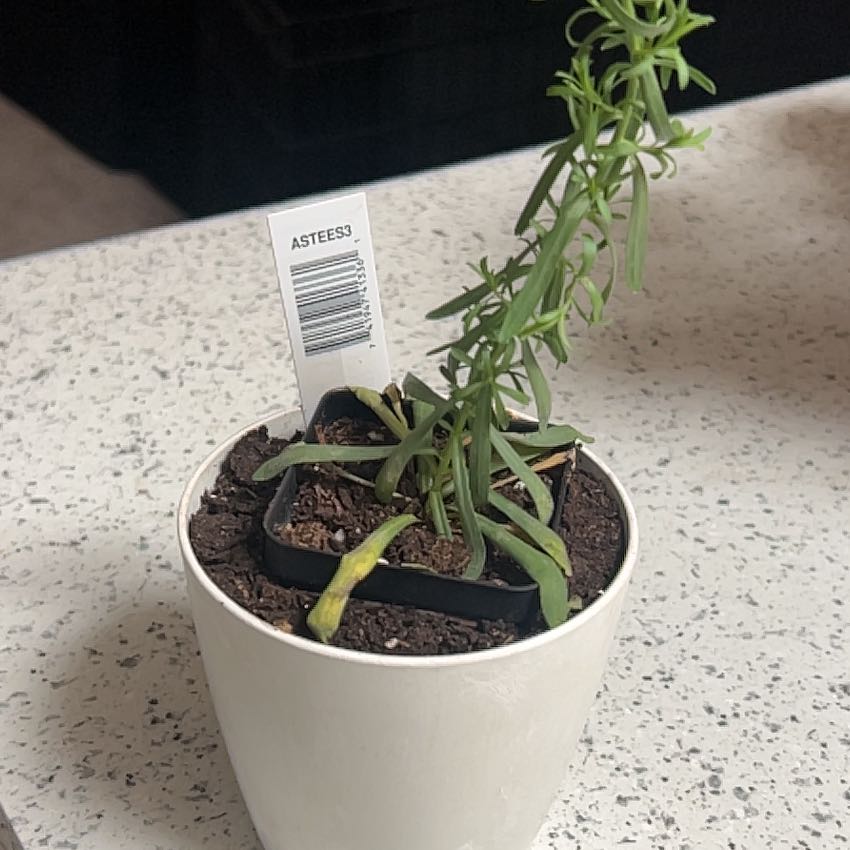 Photo of the plant species Heath Aster by @ChosenTauhinu91 named Clooney on Greg, the plant care app