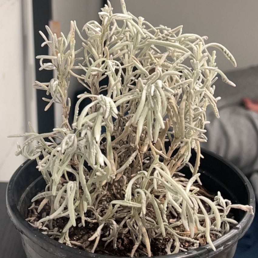 Photo of the plant species Goodwin Creek Lavender by @MeritableMoss85 named Zen on Greg, the plant care app