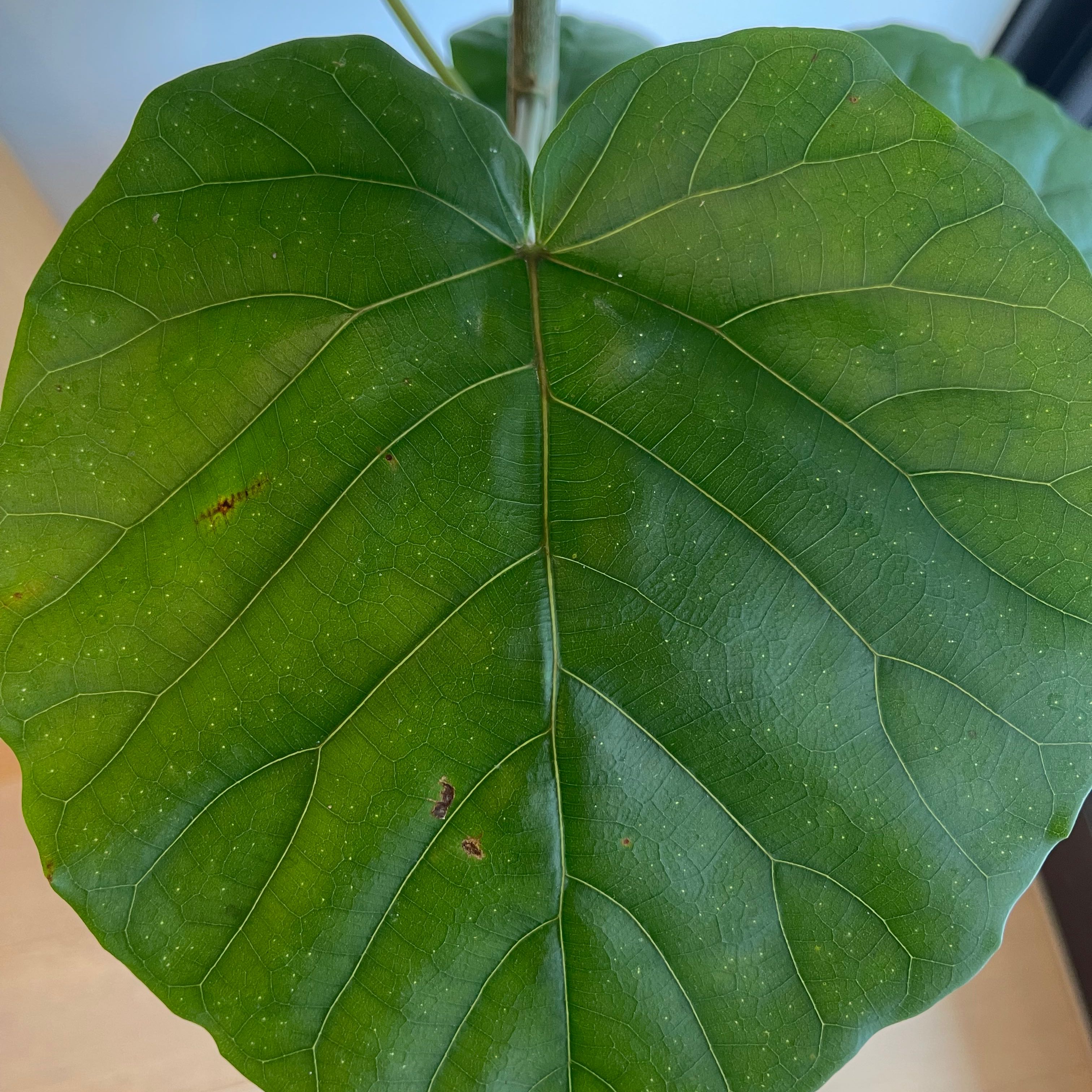 Photo of the plant species Ficus umbellata by @QuaintChosmo5 named Gregarious on Greg, the plant care app