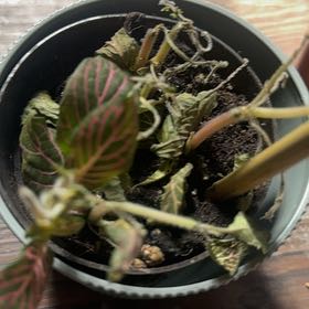 Photo of the plant species Pink Angel by @NewWinika48 named Kobe on Greg, the plant care app