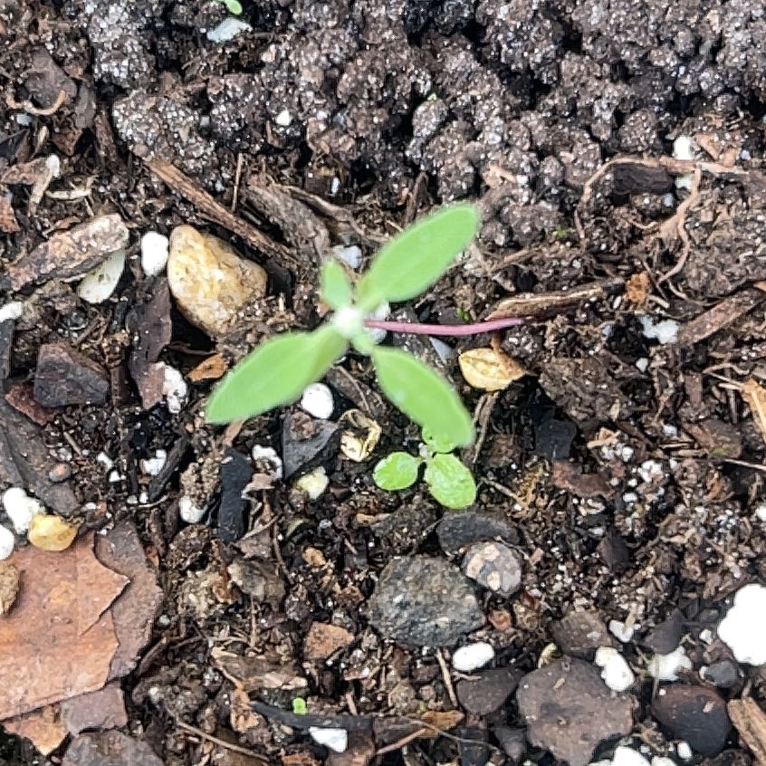 Photo of the plant species Grassleaf Spurge by @TopdogBroom97 named Luna on Greg, the plant care app