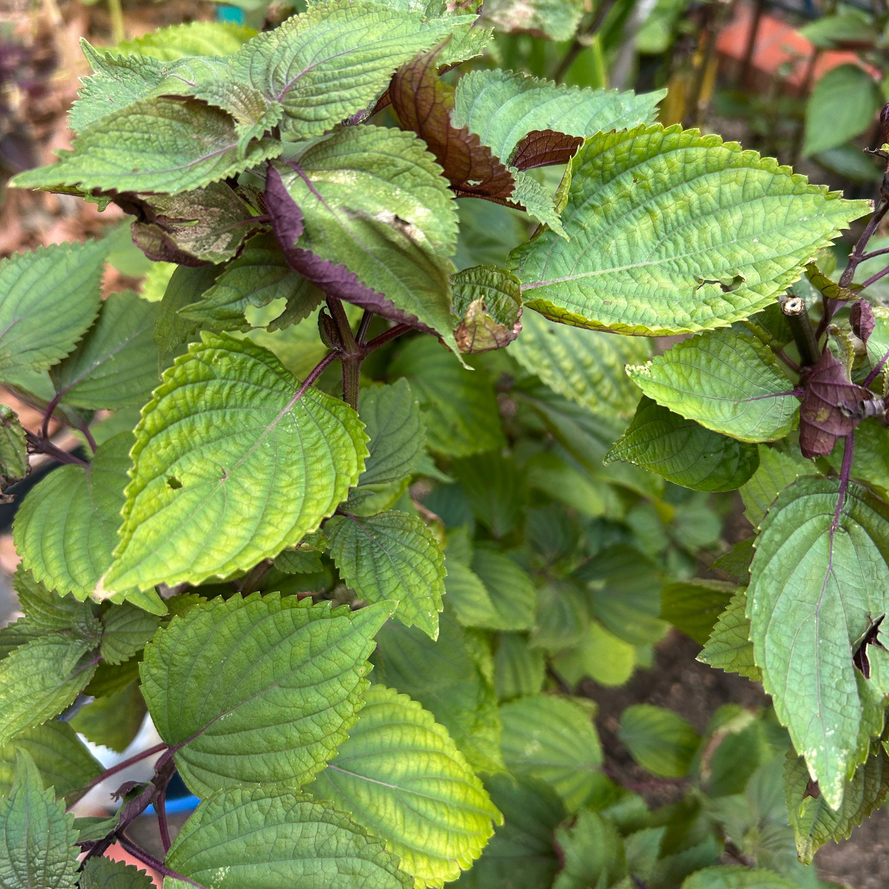 Photo of the plant species Beefsteak Plant by @KeenBeech80 named Treeyoncé on Greg, the plant care app