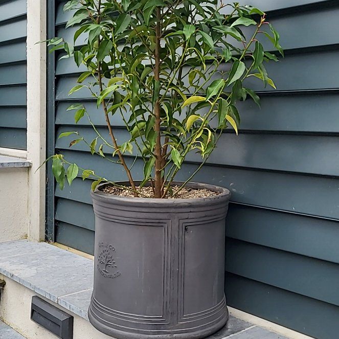 Photo of the plant species Portugal Laurel by @SisterChayote40 named Dave on Greg, the plant care app