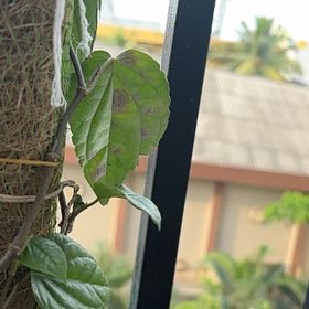 Photo of the plant species Wild Betel Leaf by @OpportuneSalsa2 named Lavender on Greg, the plant care app