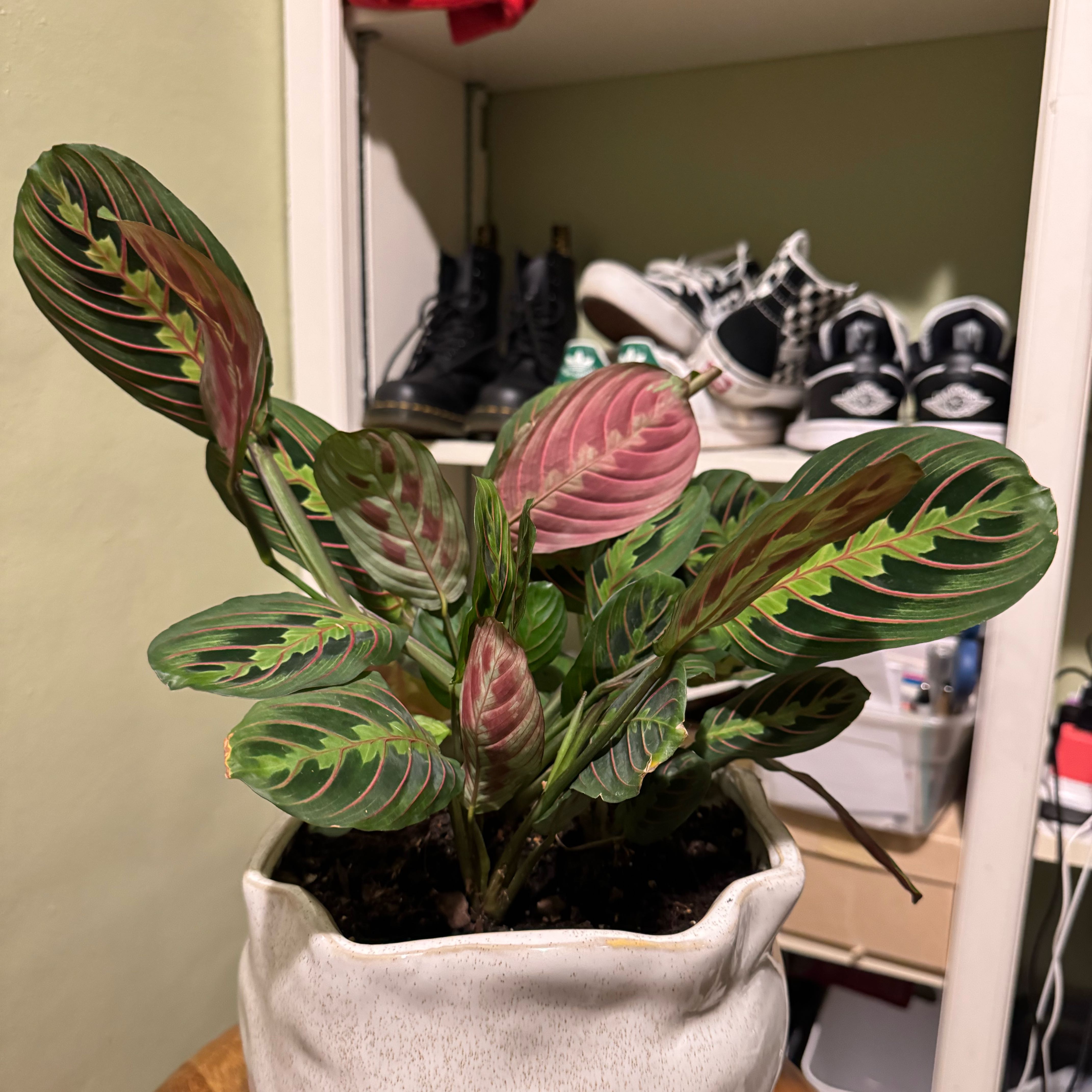 Photo of the plant species Prayer Plant by @LRS5 named Uncle Baby Billy on Greg, the plant care app