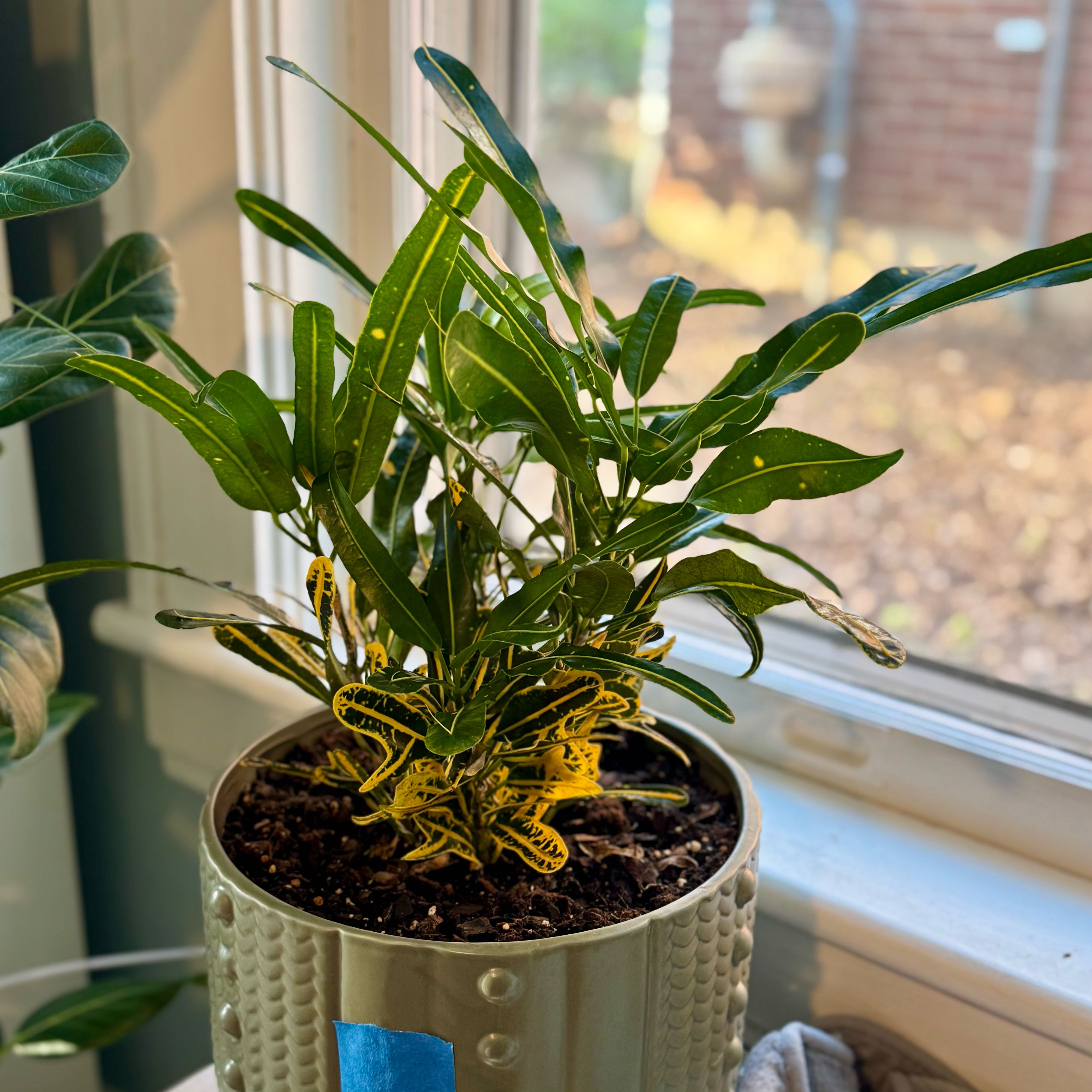 Photo of the plant species Banana Croton by @LRS5 named Harriet on Greg, the plant care app