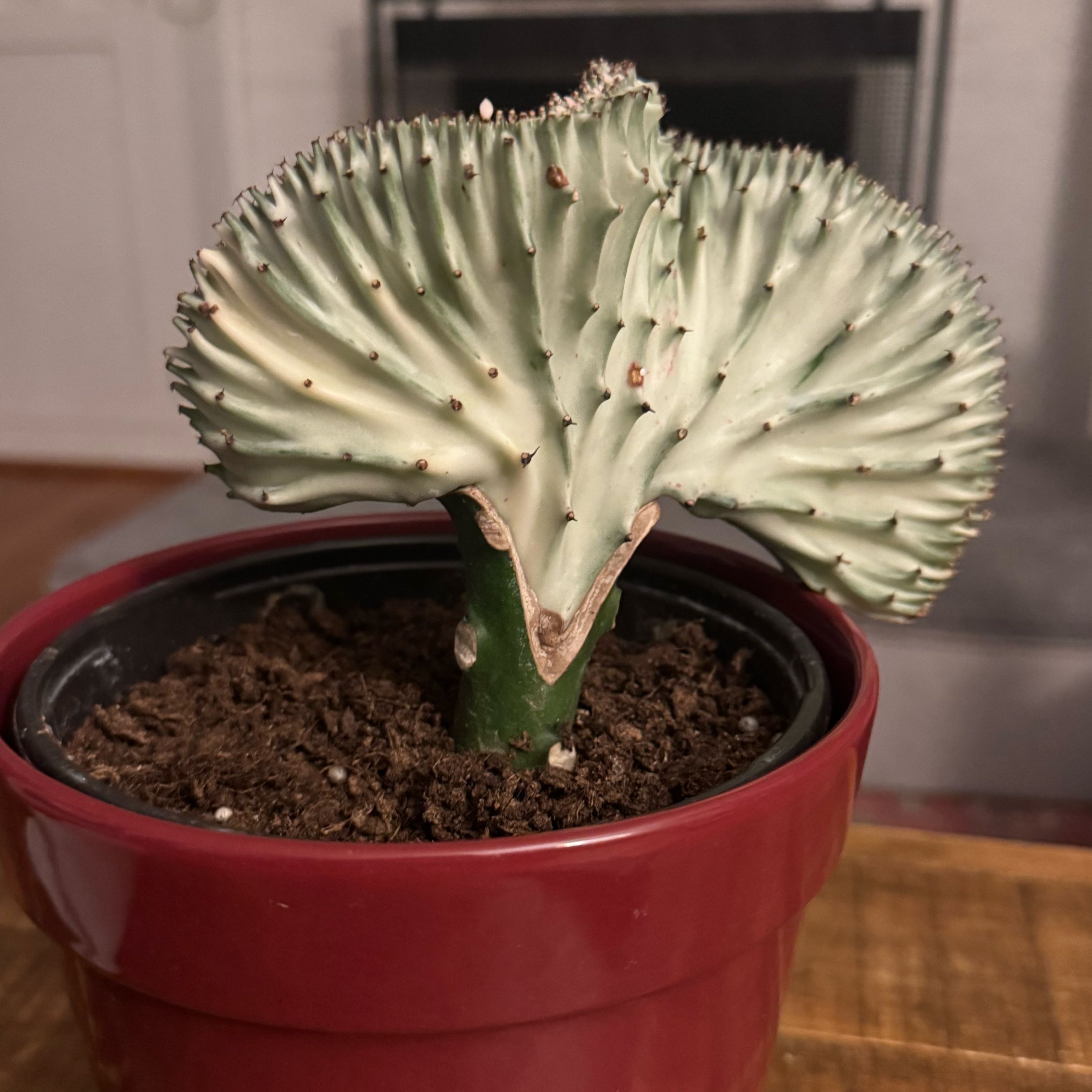 Photo of the plant species Mermaid tail, cactus by @LRS5 named Ursula on Greg, the plant care app