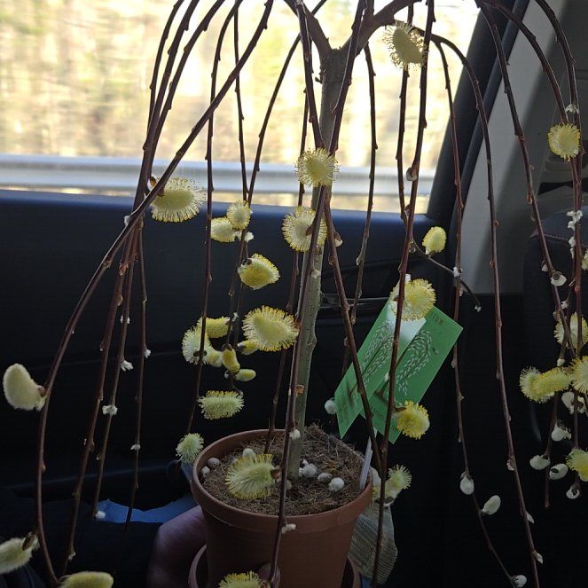 Photo of the plant species Weeping Pussy Willow by @ChiefOlneya90 named Sanders on Greg, the plant care app
