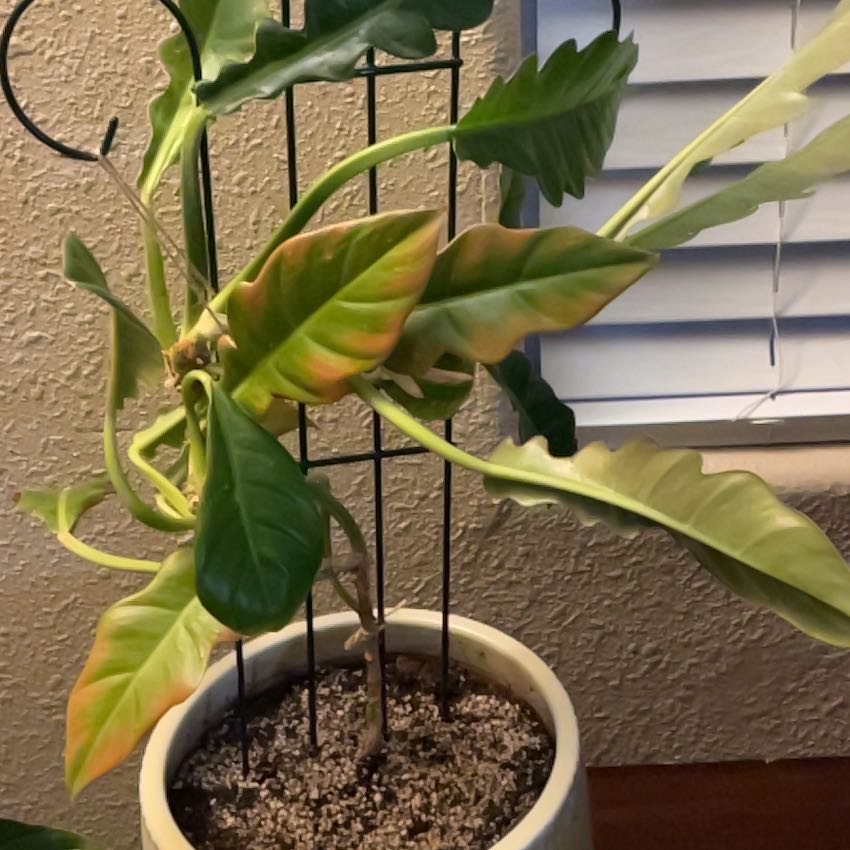 Photo of the plant species Tiger Tooth Philodendron by @SvelteRedbean65 named Rainier on Greg, the plant care app