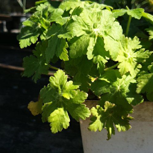 Photo of the plant species Bigroot Geranium by @SuperFreesia7 named Beckham on Greg, the plant care app