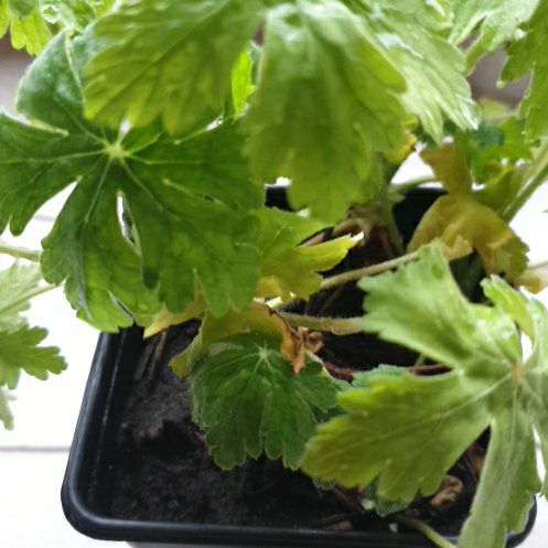 Photo of the plant species Bigroot Geranium by @SuperFreesia7 named Huckleberry Fern on Greg, the plant care app