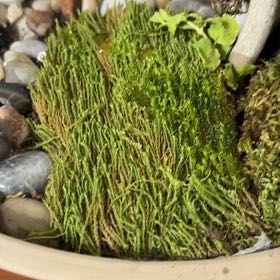 Photo of the plant species Cypress-Leaved Plait Moss by @GraciousAlbo57 named Kendall on Greg, the plant care app