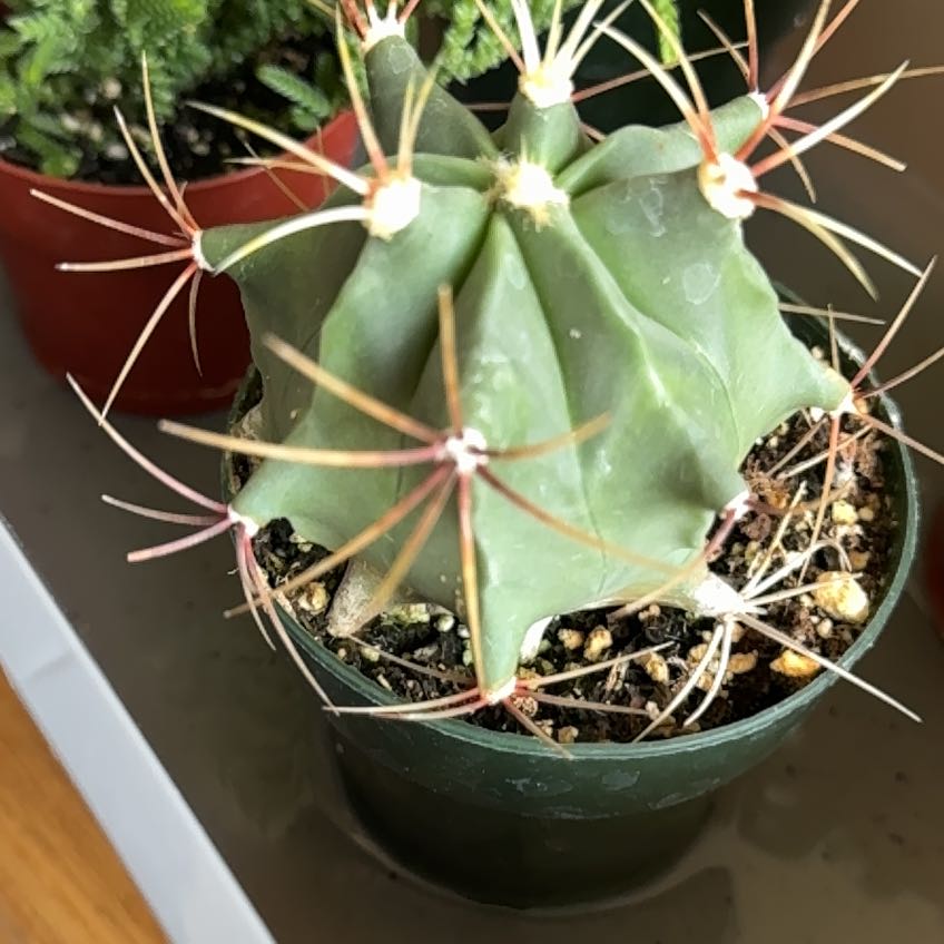 Photo of the plant species Ferocactus histrix by @Heidicobacter named Ulysses S Plant on Greg, the plant care app