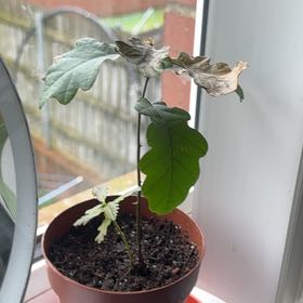 Photo of the plant species English Oak by @LuckyHopsage1 named Diana on Greg, the plant care app