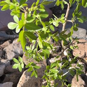 Photo of the plant species Copal by Ronald named Huckleberry Fern on Greg, the plant care app