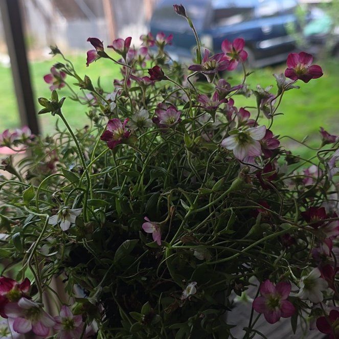 Photo of the plant species Saxifraga 'Alpino Early Picotee' by @BigwigPukatea77 named Sigmund on Greg, the plant care app