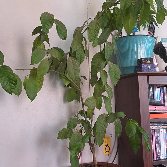Photo of the plant species Lemon Tree by @BigwigPukatea77 named Tree Diddy on Greg, the plant care app