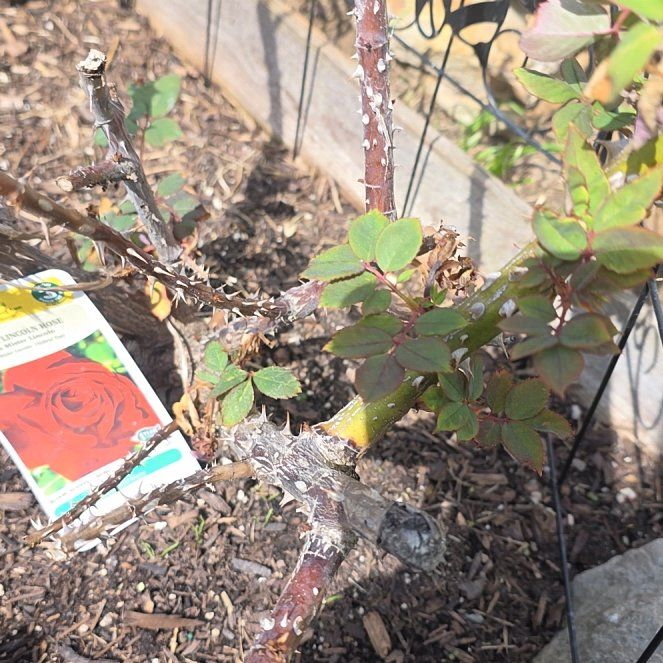 Photo of the plant species Hybrid Tea Rose by @BigwigPukatea77 named Navajo on Greg, the plant care app