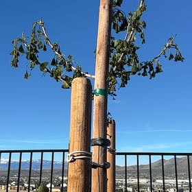 Photo of the plant species Ginkgo Tree by @VenerableChia40 named Gregarious on Greg, the plant care app