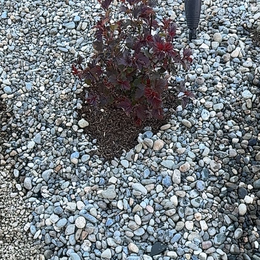 Photo of the plant species Atlantic Ninebark by @VenerableChia40 named Dax on Greg, the plant care app