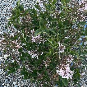 Photo of the plant species Texas Mountain Laurel by @VenerableChia40 named Terra on Greg, the plant care app