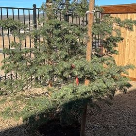Photo of the plant species White Fir by @VenerableChia40 named Homer on Greg, the plant care app