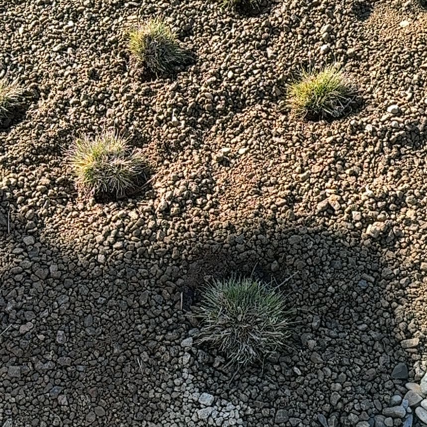 Photo of the plant species Pulvinate Dry Rock Moss by @VenerableChia40 named McKinley on Greg, the plant care app