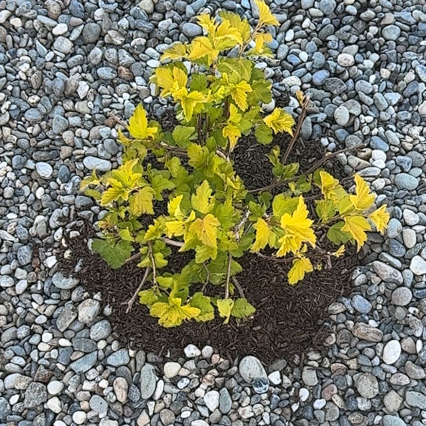 Photo of the plant species Atlantic Ninebark by @VenerableChia40 named Lola on Greg, the plant care app