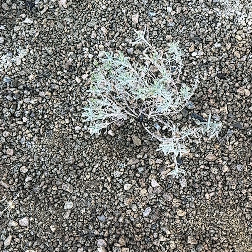 Photo of the plant species San Luis Purple Sage by @VenerableChia40 named Taylor Swift on Greg, the plant care app