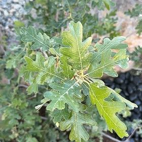 Photo of the plant species Downy Oak by @VenerableChia40 named Sherlock on Greg, the plant care app