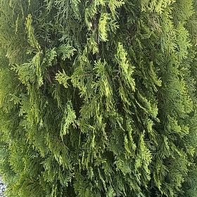 Photo of the plant species Ginger Pine by @VenerableChia40 named Willow on Greg, the plant care app