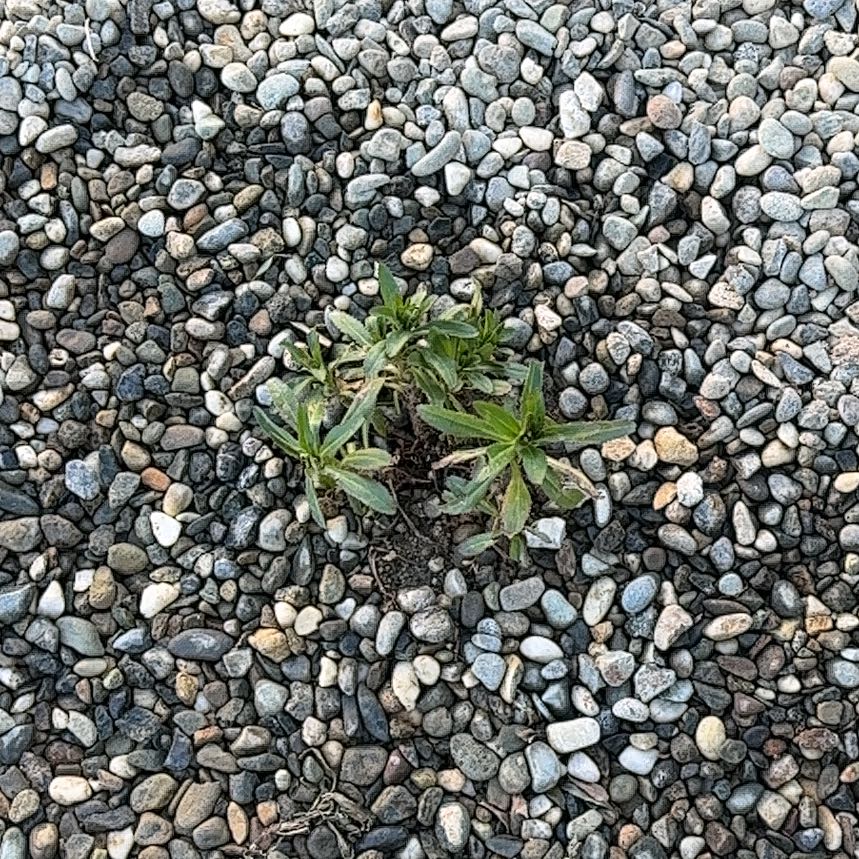 Photo of the plant species Mexican Burningbush by @VenerableChia40 named Elina on Greg, the plant care app