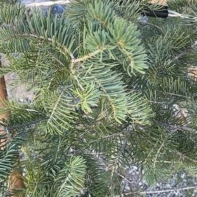 Photo of the plant species White Fir by @VenerableChia40 named Stella on Greg, the plant care app