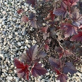 Photo of the plant species Atlantic Ninebark by @VenerableChia40 named Bella on Greg, the plant care app