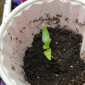 Photo of the plant species California Wonder Bell Pepper by @SharpSunburst35 named Kobe on Greg, the plant care app