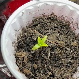 Photo of the plant species Aji Pepper by @SharpSunburst35 named Sir Plancelot on Greg, the plant care app